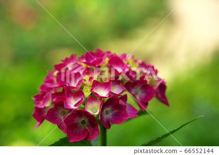 閃耀在綠色中的美麗繡球花 閃耀在綠色中的美麗繡球花 66552144