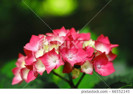 閃耀在綠色中的美麗繡球花 閃耀在綠色中的美麗繡球花 66552145