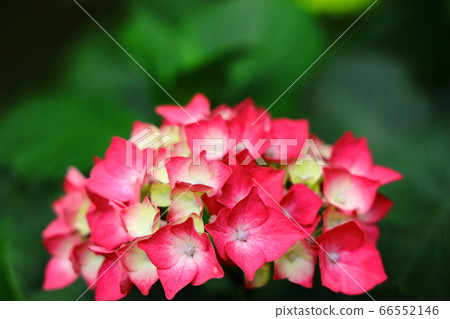 閃耀在綠色中的美麗繡球花 閃耀在綠色中的美麗繡球花 66552146