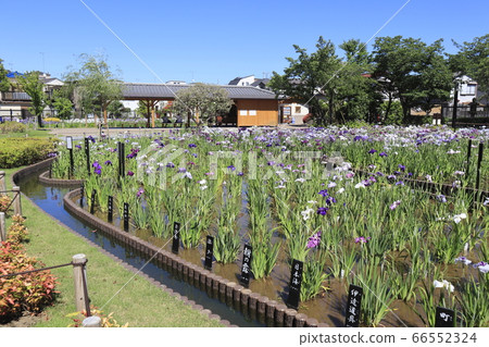 Horikiri Gion colorful flower buds 66552324