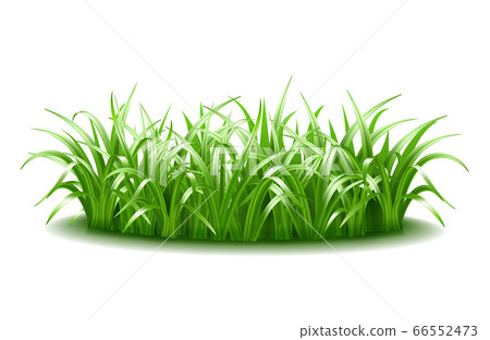 A thick tuft of green, juicy, bright grass. 66552473