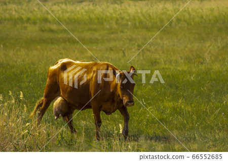 The red-haired cow returns with full udder from the pasture across the green field. 66552685