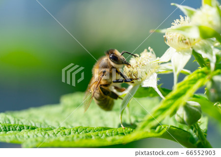 Bumble bee collecting pollen in the summer sunshine 66552903