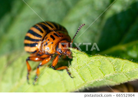 Potato bugs on foliage of potato in nature, natural background, macro image 66552904