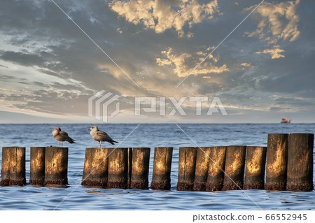 Seagulls on wood groins Seagulls on wood groins 66552945