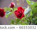 Red rose 66553032