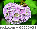 Hydrangea and a snail 66553038