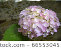 Hydrangea floating in water 66553045