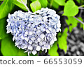 Heart shaped hydrangea 66553059
