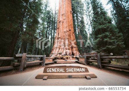 General Sherman Tree, the world's largest tree in the world, California, USA 66553734