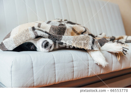 Funny puppy dog border collie lying on couch under Funny puppy dog border collie lying on couch under 66553778