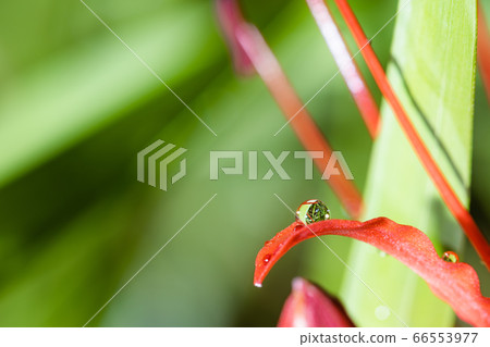 Higanki flowers and drops 66553977