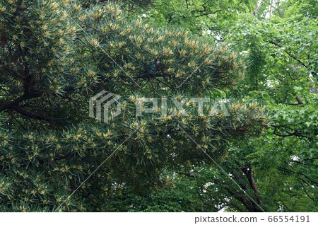 Inumaki Inumaki 66554191