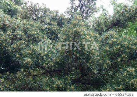 Inumaki Inumaki 66554192