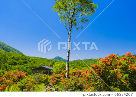 Prospect of birch and renge azalea Prospect of birch and renge azalea 66554207