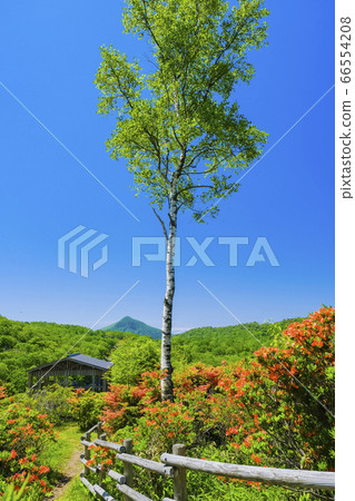 Prospect of birch and renge azalea (vertical) Prospect of birch and renge azalea (vertical) 66554208