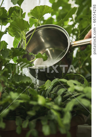 Watering green plant in the plantation zone 66554298