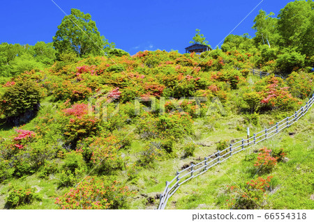 Astragalus azalea blooming Miharuyama Observatory Astragalus azalea blooming Miharuyama Observatory 66554318