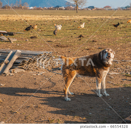 A domestic dog in the farmland with other pets 66554328