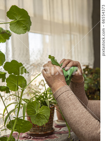 A person cleaning house plants in the room A person cleaning house plants in the room 66554373