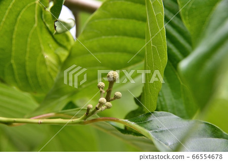 Bud of bud Bud of bud 66554678