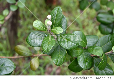 Feijoa buds and leaves 66555033