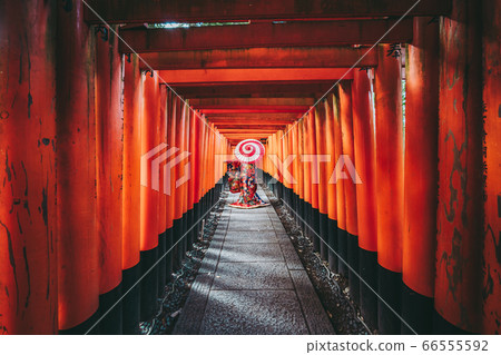 Japanese umbrella and kimono woman 66555592