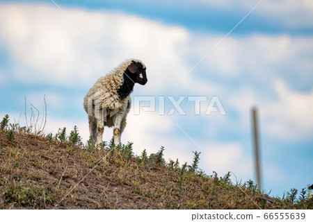 Young black and white lamb in nature Young black and white lamb in nature 66555639