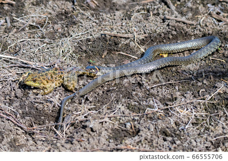 Hunting grass snake has caught a frog Hunting grass snake has caught a frog 66555706