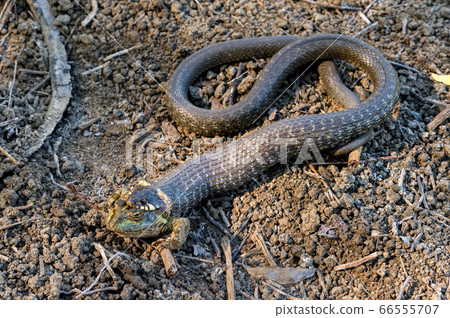 Hunting grass snake has caught a frog 66555707