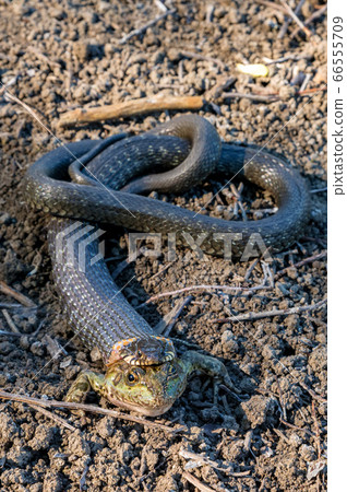 Hunting grass snake has caught a frog Hunting grass snake has caught a frog 66555709