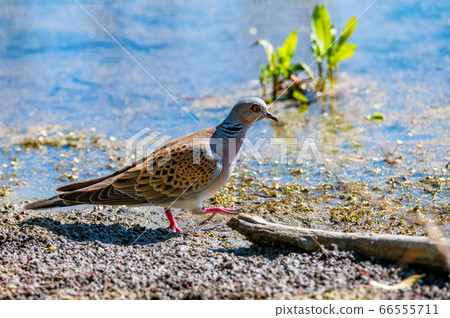 Turtle Dove or Streptopelia turtur on the ground Turtle Dove or Streptopelia turtur on the ground 66555711