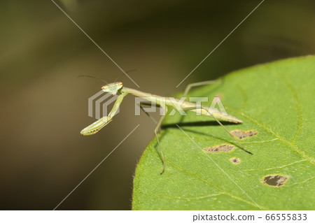 Wolframaki的幼蟲 66555833