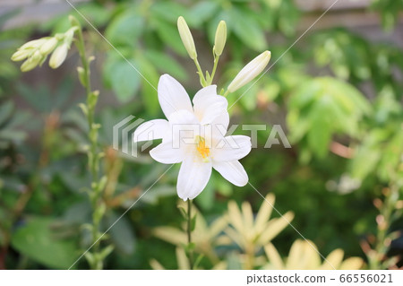 Madonna Lily Flower Madonna Lily Flower 66556021
