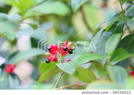 Mickey Mouse Tree Flower Mickey Mouse Tree Flower 66556022