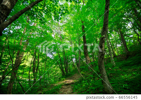 清新的夏日森林微風的形象 66556145