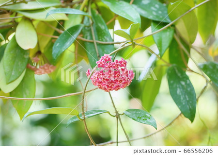 霍亞花 霍亞花 66556206