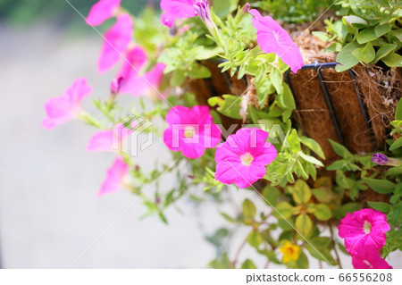 Petunia flower Petunia flower 66556208