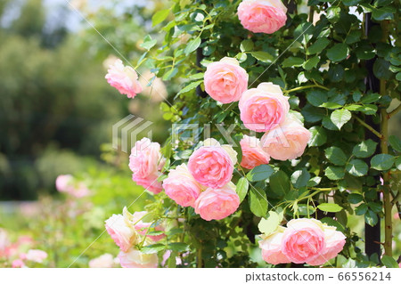 玫瑰花朵Pierre de Ronsar 66556214