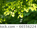 Leaf Leaf 66556224