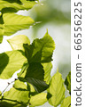 Illuminated leaves Illuminated leaves 66556225
