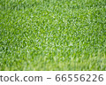 Meadow Meadow 66556226