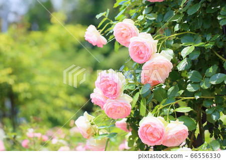 玫瑰花朵Pierre de Ronsar 66556330