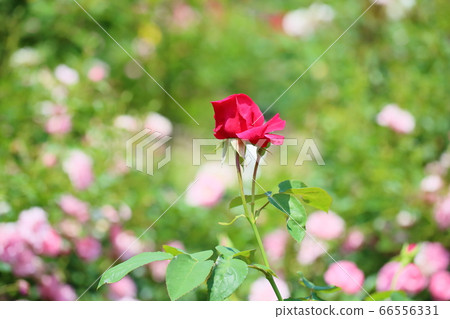 玫瑰花朵漢高皇家 玫瑰花朵漢高皇家 66556331