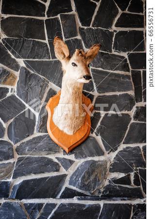 Little Head of a Deer hanging on a Wall. 66556731