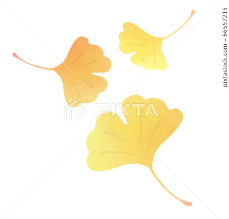 銀杏葉的水彩插圖 銀杏葉的水彩插圖 66557215
