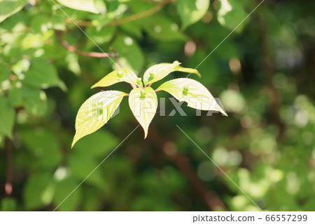 Hanaikada bud Hanaikada bud 66557299