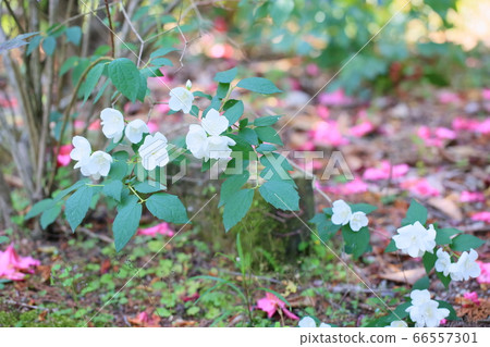 Baikutsugi花 Baikutsugi花 66557301