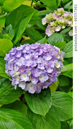 Flowers-Hydrangea 13 66557361