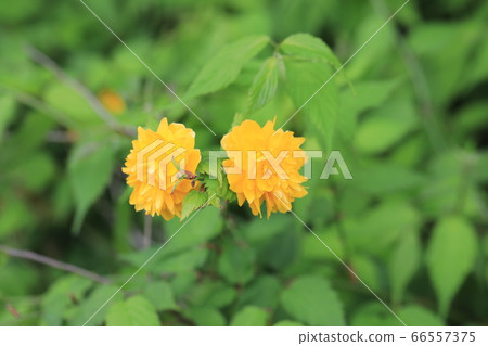 山吹 山吹 66557375